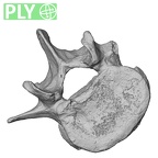 DV13-51 Homo sapiens lumbar vertebra fourth ply