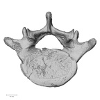 DV13-52 Homo sapiens lumbar vertebra fifth inferior