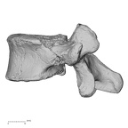 DV13-52 Homo sapiens lumbar vertebra fifth lateral