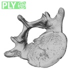 DV13-52 Homo sapiens lumbar vertebra fifth ply