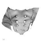 DV13-53 Homo sapiens sacrum anterior