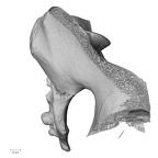 DV13-53 Homo sapiens sacrum lateral
