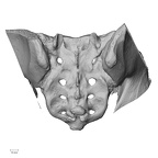DV13-53 Homo sapiens sacrum posterior