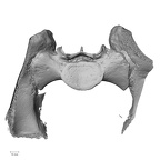 DV13-53 Homo sapiens sacrum superior