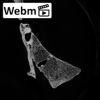 DV13-53 Homo sapiens sacrum ct stack movie