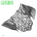 DV13-53 Homo sapiens sacrum ply