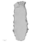 DV13-54 Homo sapiens sternum anterior