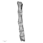 DV13-54 Homo sapiens sternum lateral