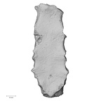 DV13-54 Homo sapiens sternum posterior