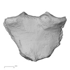 DV13-55 Homo sapiens sternum anterior