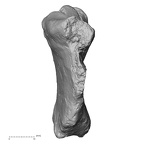 DV13-55 Homo sapiens sternum lateral