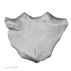 DV13-55 H. sapiens sternum