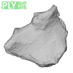 DV13-55 Homo sapiens sternum ply