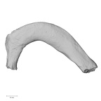 DV13-56 Homo sapiens rib first right inferior