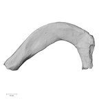 DV13-56 Homo sapiens rib first right superior