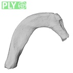 DV13-56 Homo sapiens rib first right ply