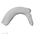 DV13-57 Homo sapiens rib first left inferior