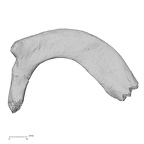 DV13-57 Homo sapiens rib first left superior