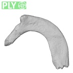 DV13-57 Homo sapiens rib first left ply