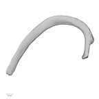 DV13-59 Homo sapiens rib second left inferior