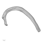 DV13-59 Homo sapiens rib second left superior