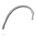 DV13-61 Homo sapiens rib third left inferior