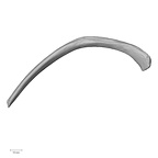 DV13-76 Homo sapiens rib eleventh right superior