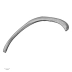 DV13-77 Homo sapiens rib eleventh left inferior