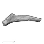 DV13-78 Homo sapiens rib twelfth right inferior