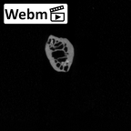 DV13-78 Homo sapiens rib twelfth right ct stack movie