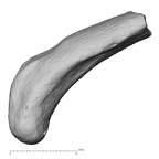 DV13-79 Homo sapiens rib twelfth right inferior