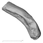 DV13-79 Homo sapiens rib twelfth right superior