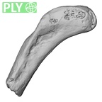 DV13-79 Homo sapiens rib twelfth right ply