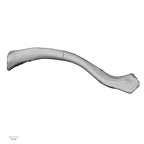 DV13-80 Homo sapiens clavicle right superior
