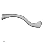 DV13-81 Homo sapiens clavicle left inferior