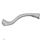 DV13-81 Homo sapiens clavicle left superior