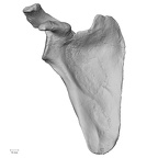 DV13-82 Homo sapiens scapula right anterior