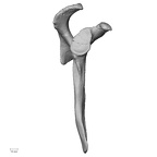 DV13-82 Homo sapiens scapula right lateral