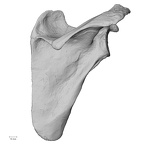 DV13-82 Homo sapiens scapula right posterior