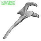 DV13-82 Homo sapiens scapula right ply