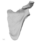 DV13-83 Homo sapiens scapula left anterior
