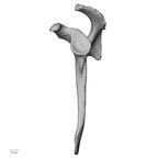 DV13-83 Homo sapiens scapula left lateral