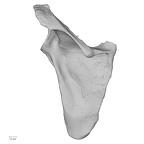 DV13-83 Homo sapiens scapula left posterior