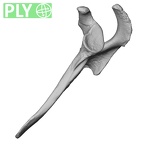 DV13-83 Homo sapiens scapula left ply