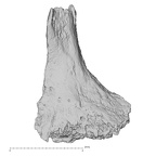 DV13-UNKNOWN Homo sapiens vertebra view 1