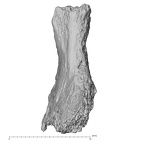 DV13-UNKNOWN Homo sapiens vertebra view 2