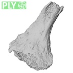 DV13-UNKNOWN Homo sapiens vertebra ply