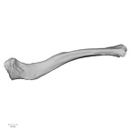 DV14-100 Homo sapiens clavicle right inferior
