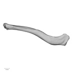 DV14-100 Homo sapiens clavicle right superior
