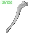 DV14-100 Homo sapiens clavicle right ply